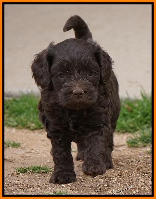 Macy Ollie pups 5 wks old 2620