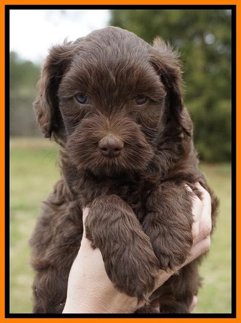 Macy Ollie pups 6 wks old 171
