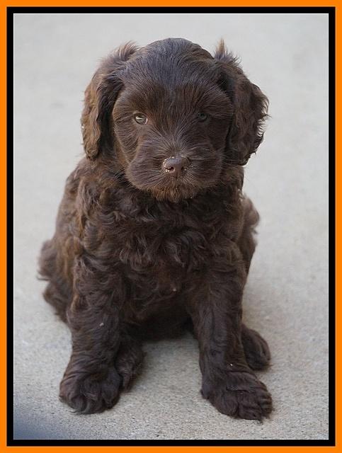 Macy Ollie pups 7 wks old 171