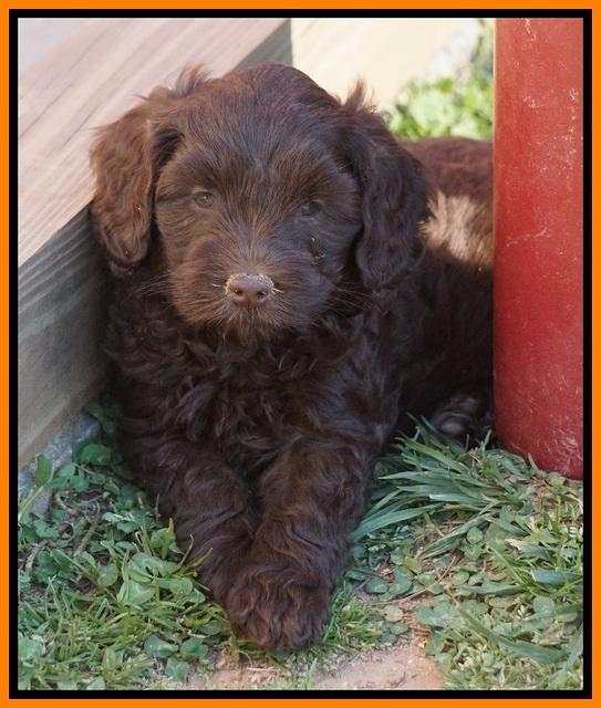 Macy Ollie pups 7 wks old 241000