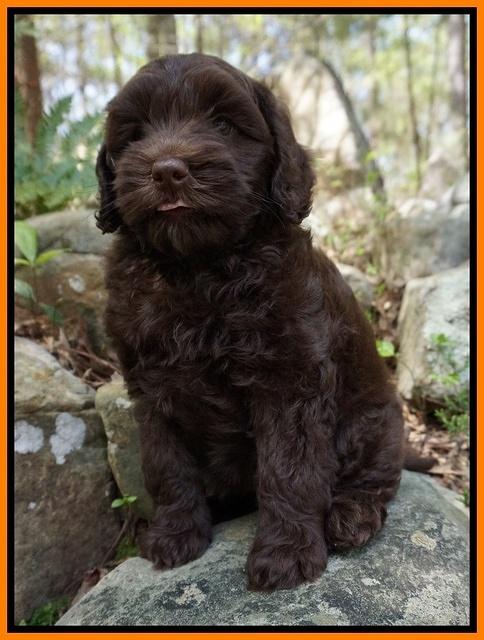Macy Ollie pups 8 wks old 171