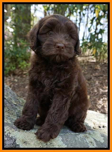 Macy Ollie pups 8 wks old 191
