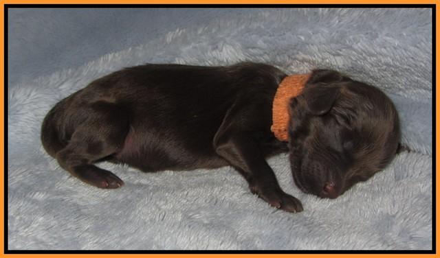 Macy Ollie pups newborn 81