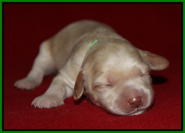Macy Ollie pups 1 wk old 14200