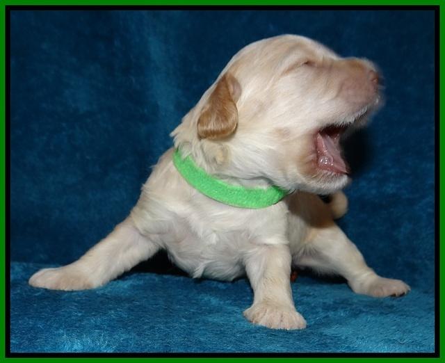 Macy Ollie pups 2 wks old 141