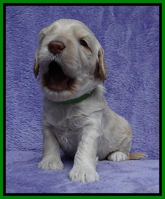 Macy Ollie pups 3 wks old 1 085