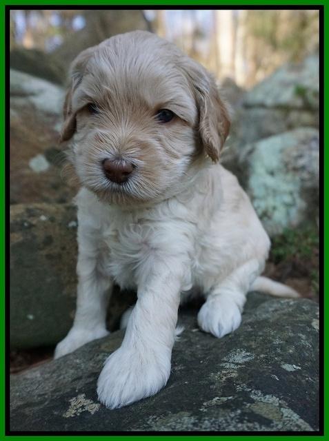 Macy Ollie pups 4 wks old 121