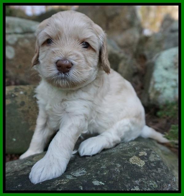 Macy Ollie pups 4 wks old 131