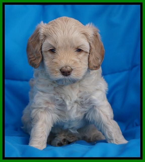 Macy Ollie pups 5 wks old 2820