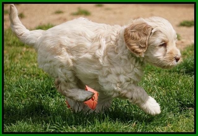 Macy Ollie pups 5 wks old 3420