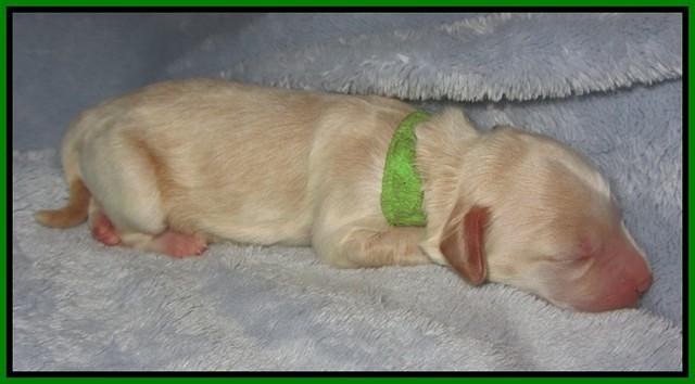 Macy Ollie pups newborn 91