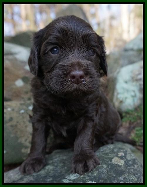 Macy Ollie pups 4 wks old 151