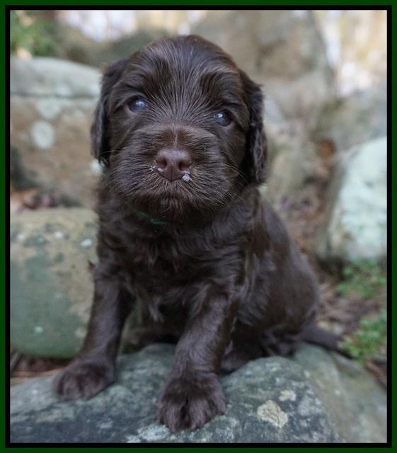 Macy Ollie pups 4 wks old 161