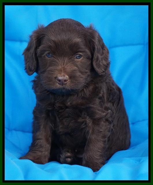 Macy Ollie pups 5 wks old 3920