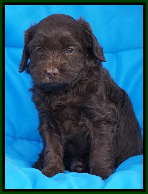 Macy Ollie pups 5 wks old 4020