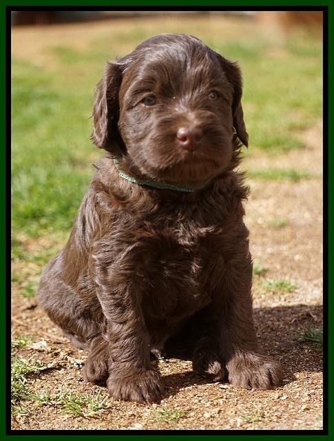 Macy Ollie pups 5 wks old 4120