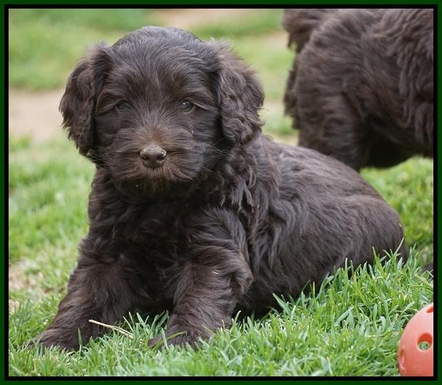 Macy Ollie pups 5 wks old 4320