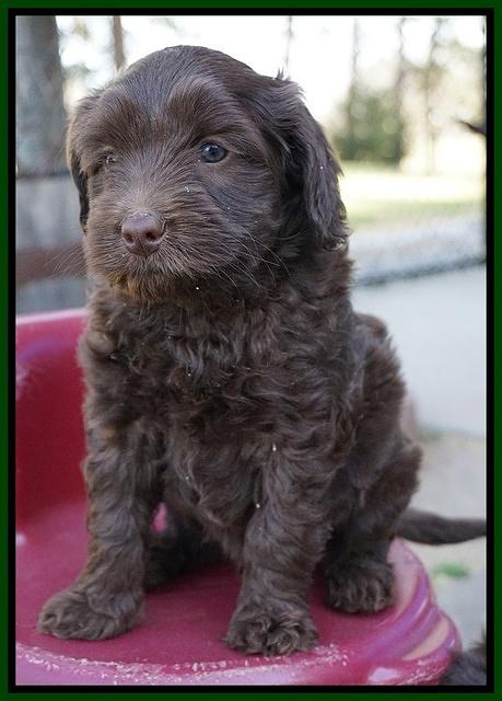 Macy Ollie pups 6 wks old 241