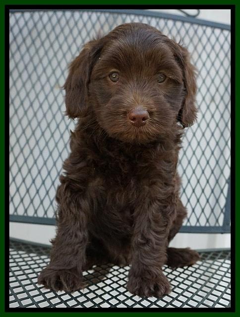 Macy Ollie pups 7 wks old 21