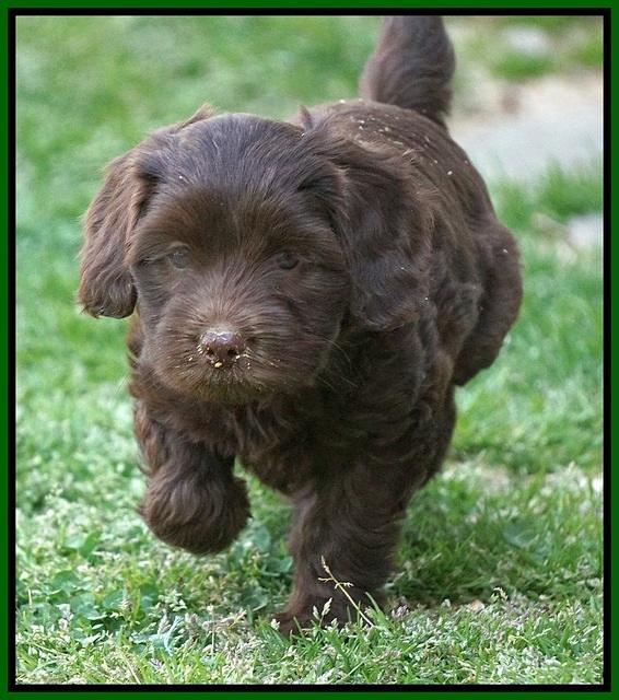 Macy Ollie pups 7 wks old 251000