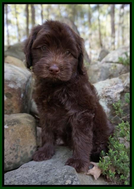Macy Ollie pups 8 wks old 231
