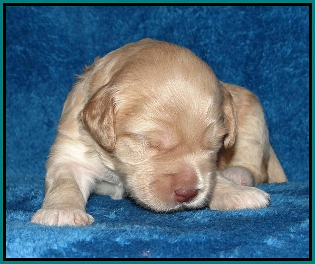 Macy Ollie pups 2 wks old 191