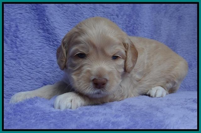 Macy Ollie pups 3 wks old 1 116