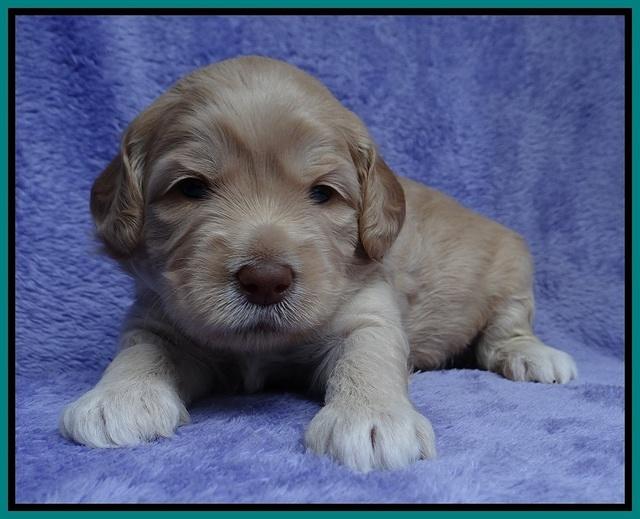 Macy Ollie pups 3 wks old 1 119