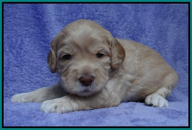 Macy Ollie pups 3 wks old 1 120
