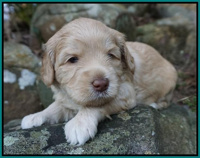 Macy Ollie pups 4 wks old 171