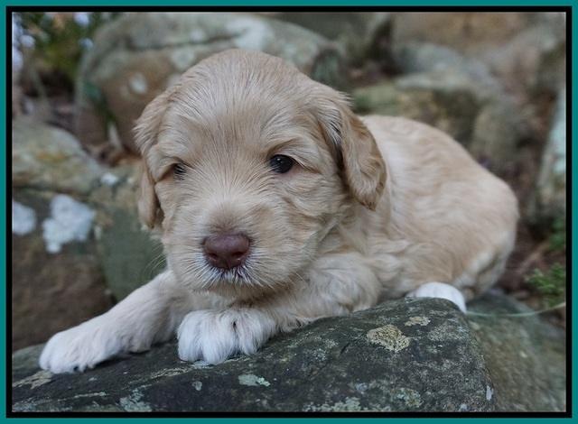 Macy Ollie pups 4 wks old 181