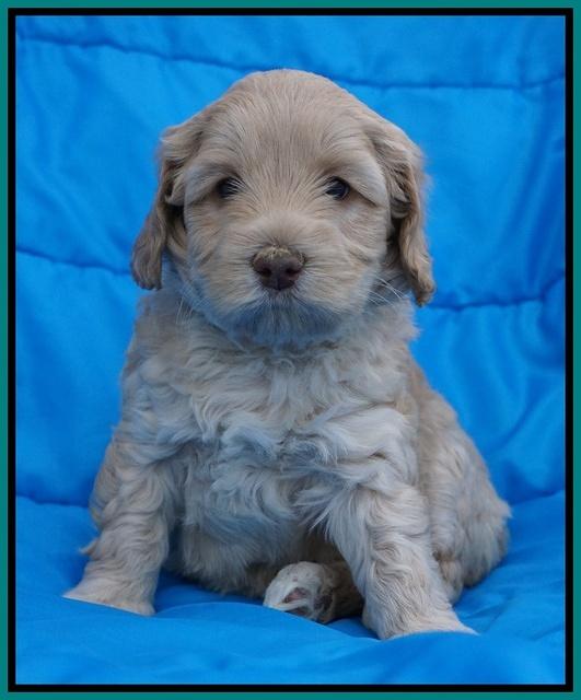 Macy Ollie pups 5 wks old 3220