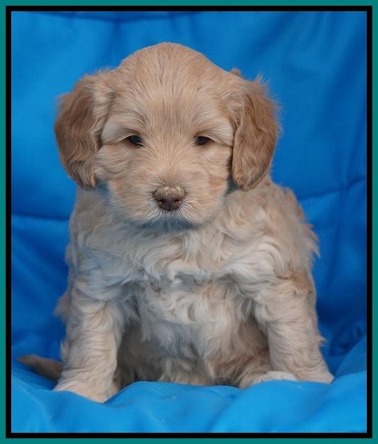 Macy Ollie pups 5 wks old 4520