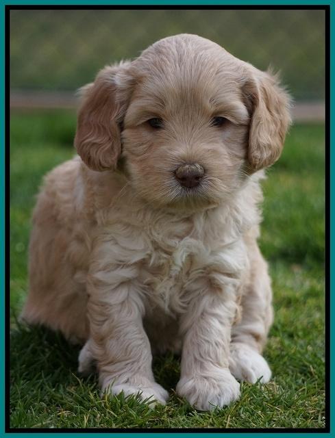 Macy Ollie pups 5 wks old 4620