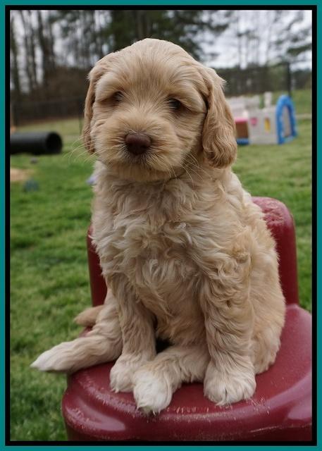 Macy Ollie pups 6 wks old 261