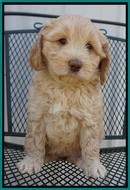 Macy Ollie pups 7 wks old 101