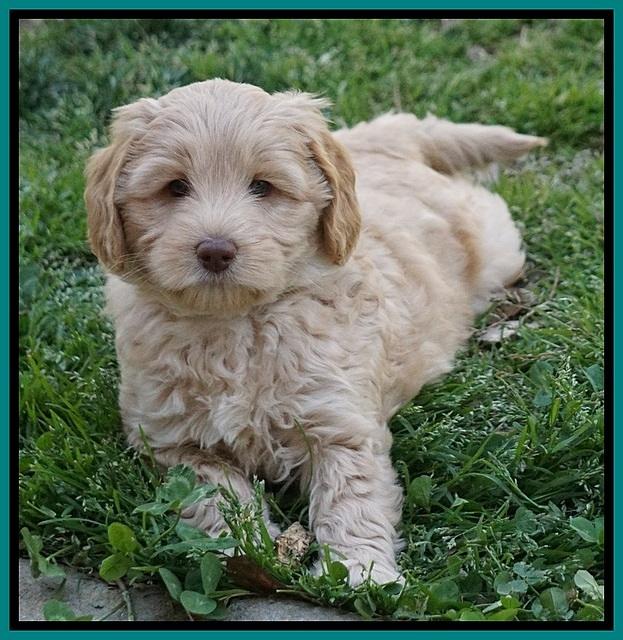 Macy Ollie pups 7 wks old 271000