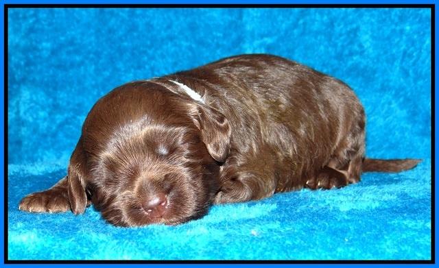 Macy Ollie pups 2 wks old 211