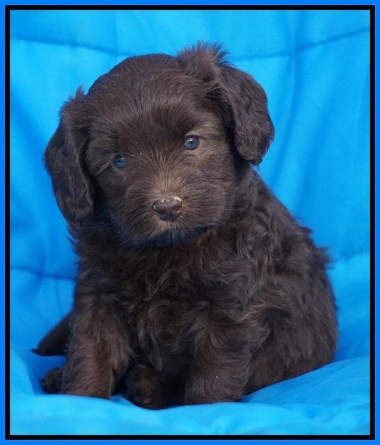 Macy Ollie pups 5 wks old 4820