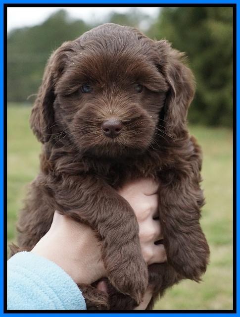 Macy Ollie pups 6 wks old 301