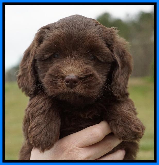 Macy Ollie pups 6 wks old 311