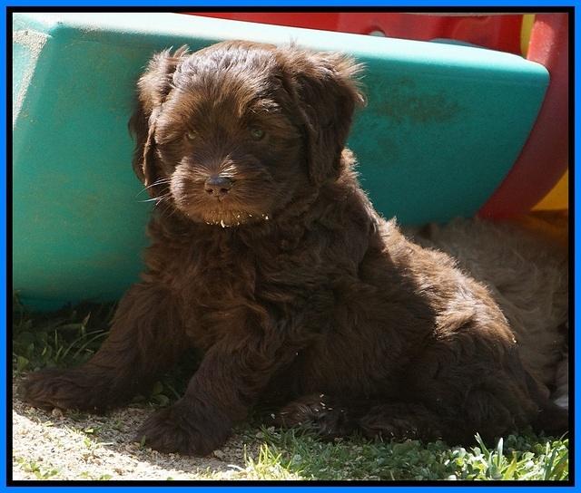 Macy Ollie pups 7 wks old 201