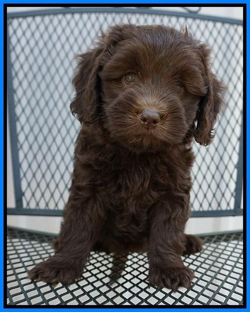 Macy Ollie pups 7 wks old 51