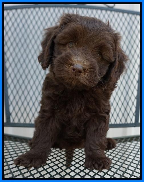 Macy Ollie pups 7 wks old 61