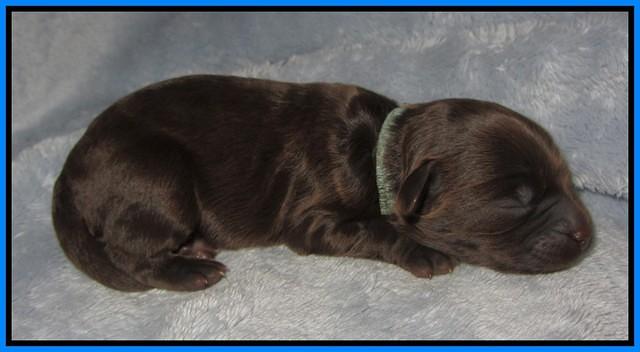 Macy Ollie pups newborn 141