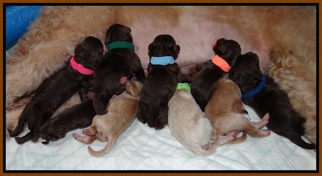 Macy Ollie Newborn pictures 1 002