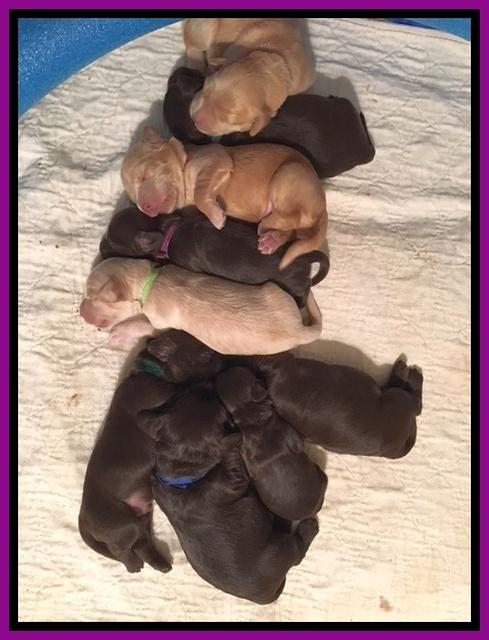 Macy Ollie pups 1 wk old 12