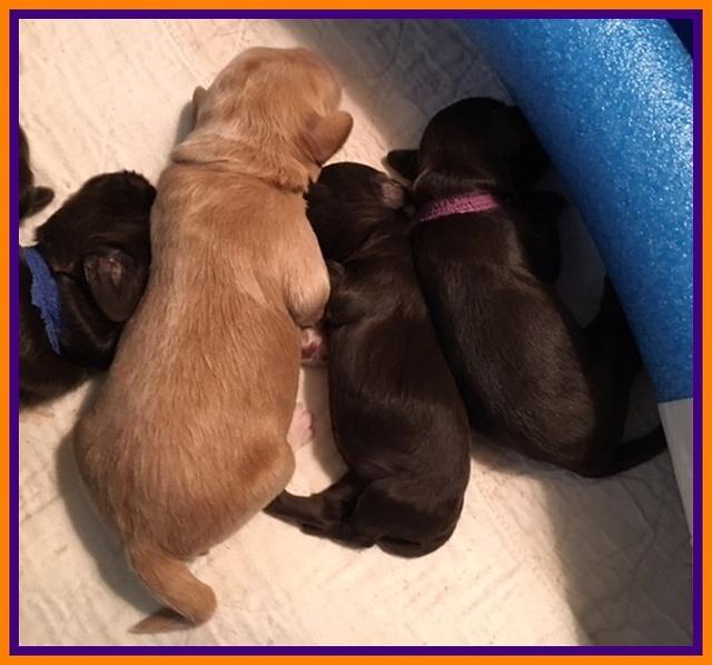 Macy Ollie pups 1 wk old 32