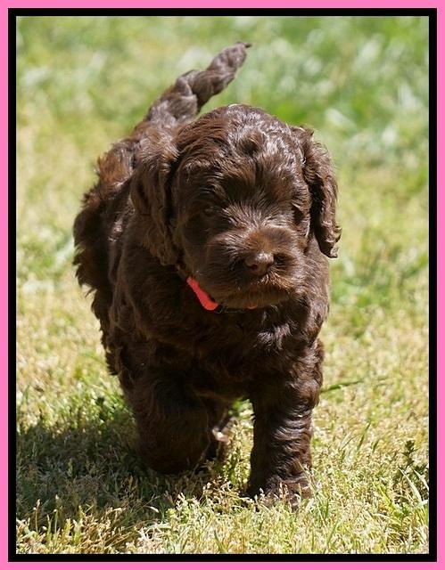 Liza TRAce pups 5 wks old 31