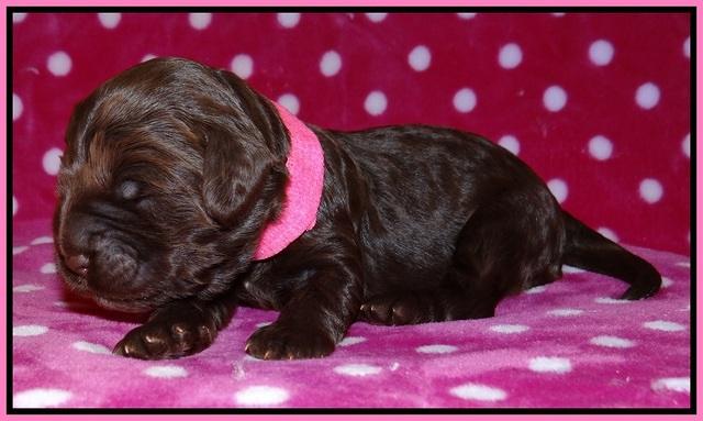 Liza Trace pups 1 wk old 11